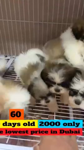 Pure Shih Tzu 60 Days Old For 2000 AED ONLY in Dubai