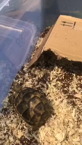 Baby Tortoise in Dubai