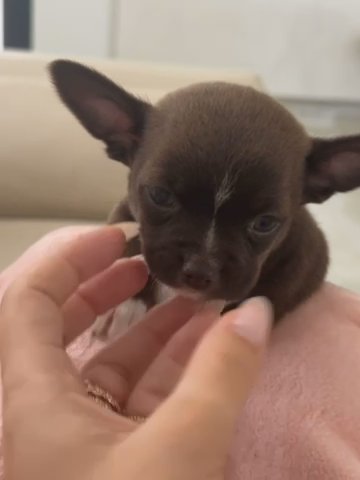 Mini Chihuahua Boy in Dubai