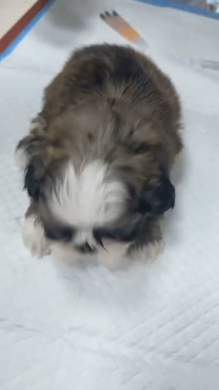 Minnie ShiTzu  High Quality Puppy pure in Abu Dhabi