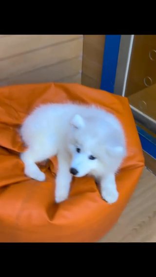 (sold)Female Samoyed Looking For Good Home in Dubai