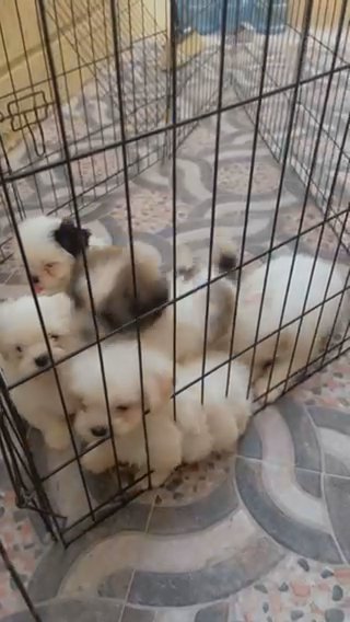 Pure Breed ShihTzu Puppies For Sale in Ajman