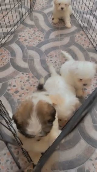 ShihTzu Puppies For Sale in Ajman