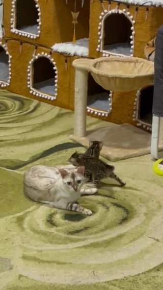 Bengal Female Kitten in Dubai