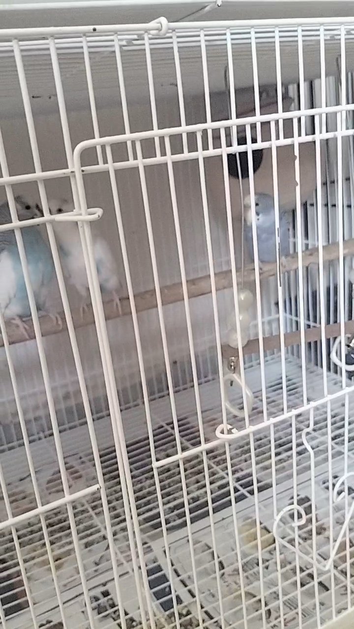budgie with cage with nest in Ajman