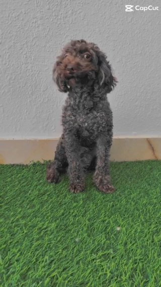 Toy Poodle chocolate in Al Ain