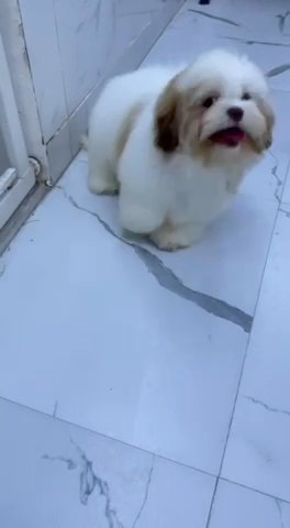 Shih Tzu Male Pure 4 Months Old With Passport And Complete Vaccine in Dubai