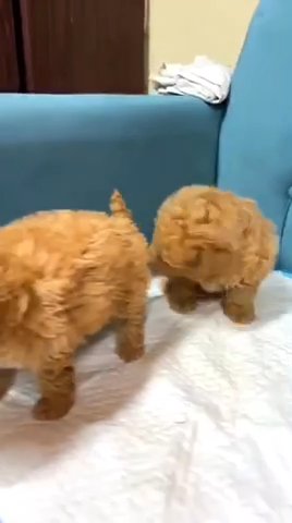 Toy Poodle Puppies  🎁 in Dubai