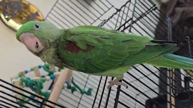 Alexander parrot baby in Abu Dhabi