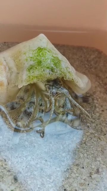 fresh crab in the Shell in Dubai