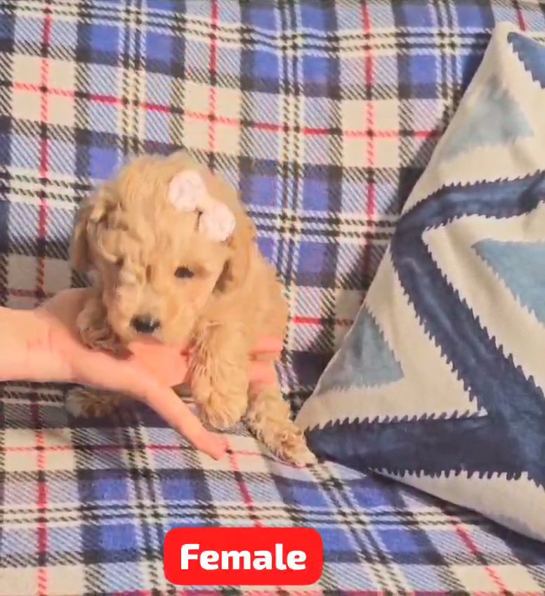 ADORABLE TOY POODLE FEMALE PUPPY in Dubai