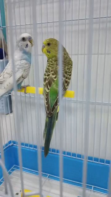 Baby Birds in Dubai