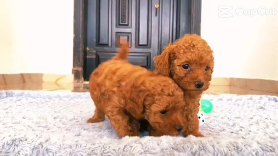 Toy Poodle in Al Ain