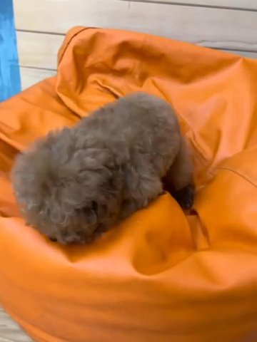 (sold)Korean Toy Poodle Female Looking For Good Home in Dubai