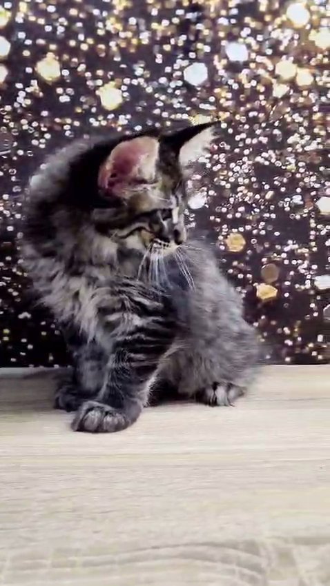 Maine coon pure breed with pedigree in Dubai