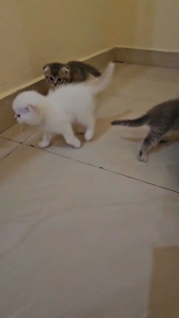 4 Scottish Fold Kitten in Dubai