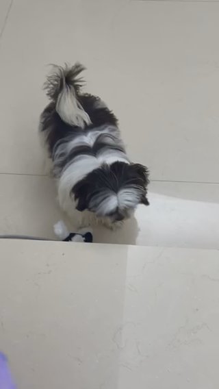 Shih Tzu Puppy in Abu Dhabi