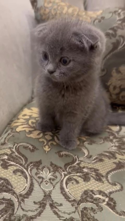 Scottish fold kitten for sale in Dubai