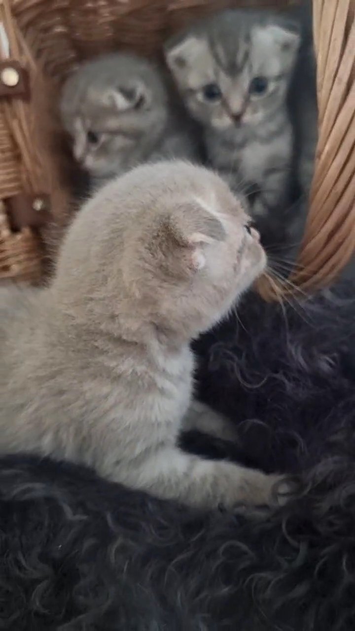 Scottish fold kittens in Dubai
