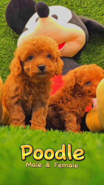 Toy poodle and teacup male and female in Dubai