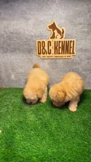 Toy Poodle Puppies in Sharjah