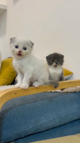Scottish Fold Kittens in Fujairah