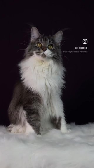 [NOT AVAILABLE] Maine Coon Polydactyl (Female) - GhostIsle Aphrodite in Sharjah