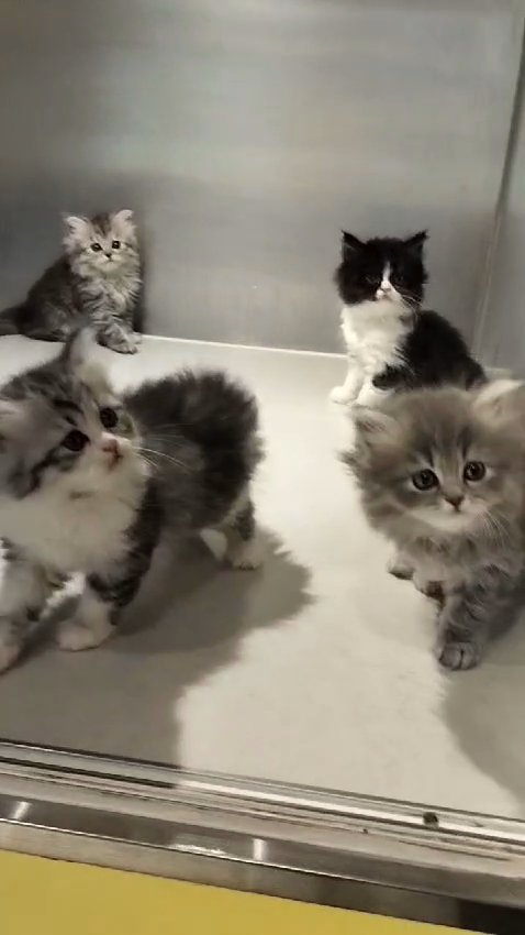 Persian Kittens 😸 ♥️ in Dubai