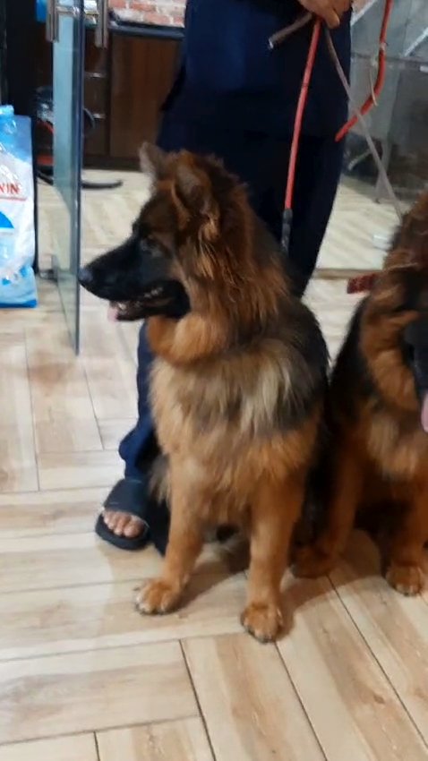 beautiful German Shepherd 10 months old vaccinated with passport in Abu Dhabi