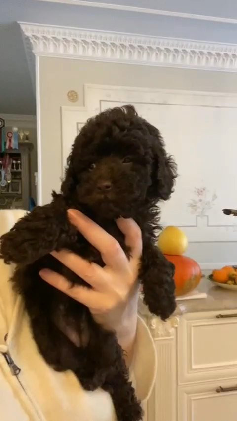 Chocolate Colour Toy Poodle Puppy in Dubai
