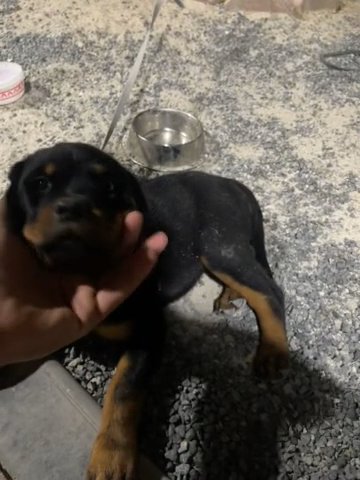 Rotwileer Puppy For Sale in Abu Dhabi
