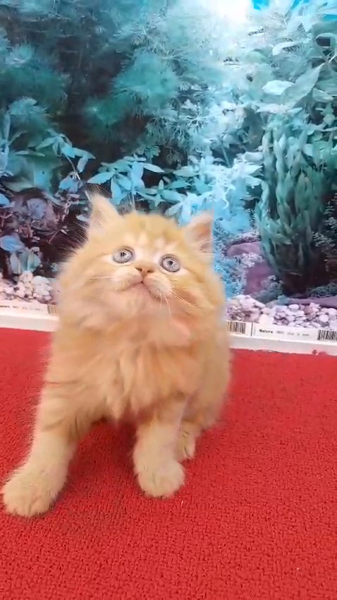 Orange Persian Kitten 😸 in Dubai