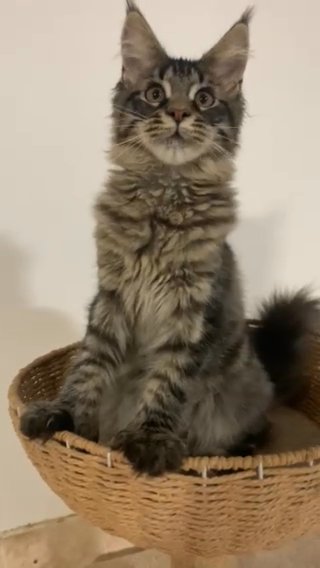 Polydactyl Maine Coon Female in Fujairah