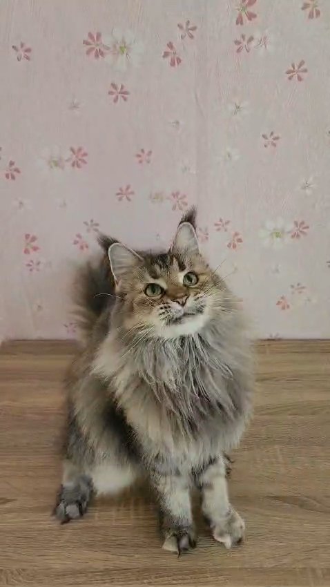 5 years old sterilized Maine coon green eyes in Dubai