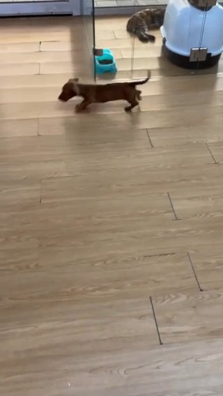 (sold)Brown Mini Dachshund Females Looking For Good Home in Dubai