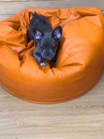 Fluffy Frenchi Females From ukrain Looking For New Home Reasonable Price in Dubai