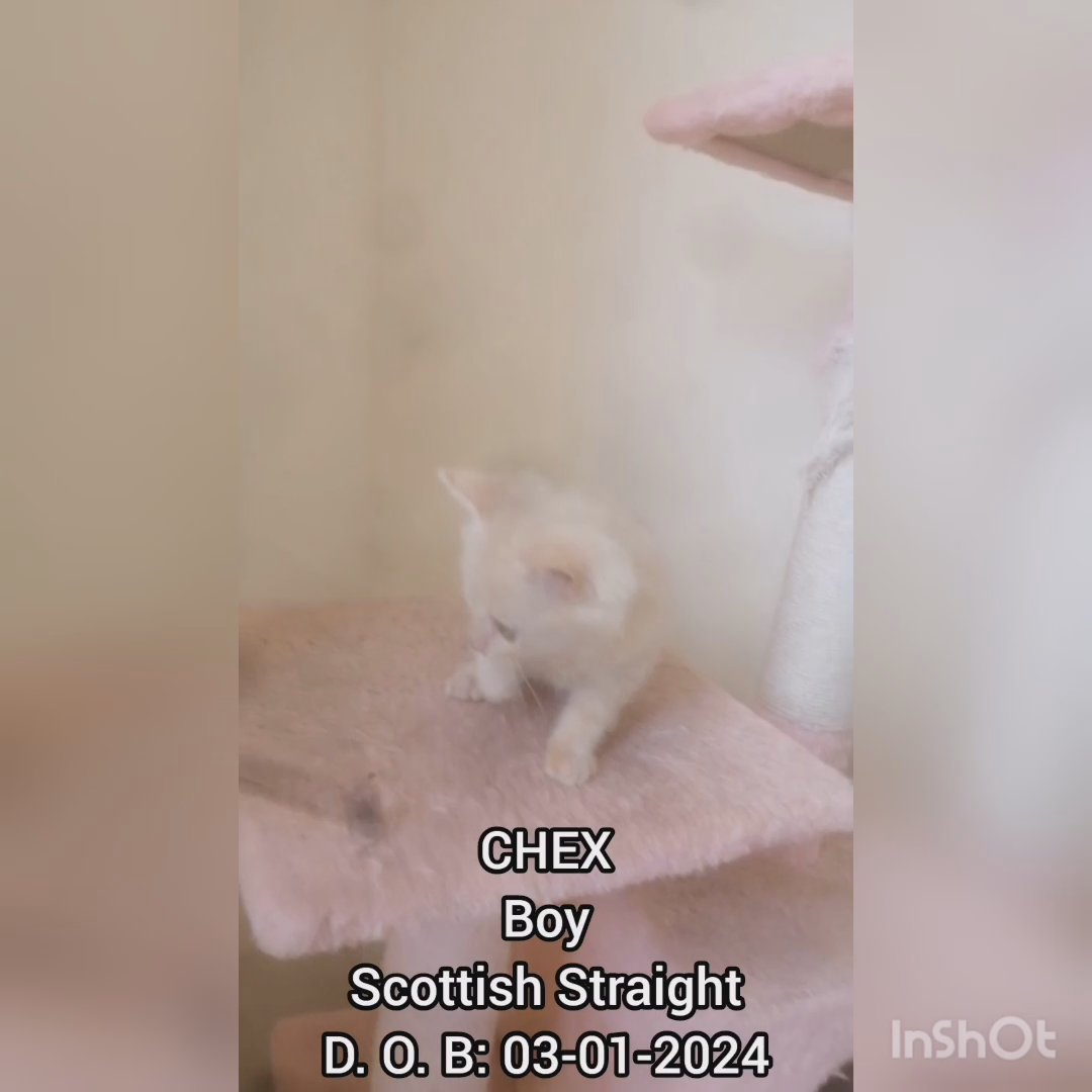 Cute kitten Boy Scottish Straight in Al Ain