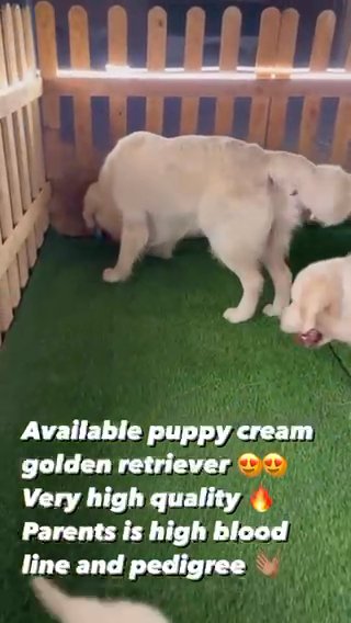 available puppy’s golden retriever in Sharjah
