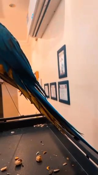 Sold macaw blue and  macaw in Dubai