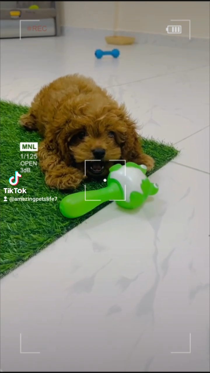Cockapoo Puppy | Limited Offer 🔥 in Abu Dhabi