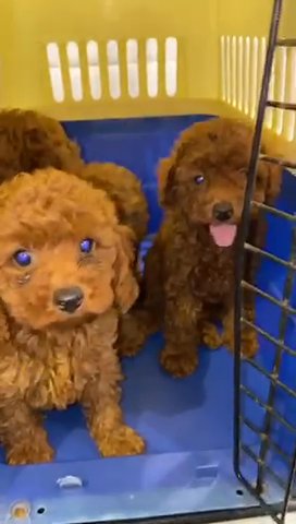 Pure Toy Poodle Puppies in Dubai