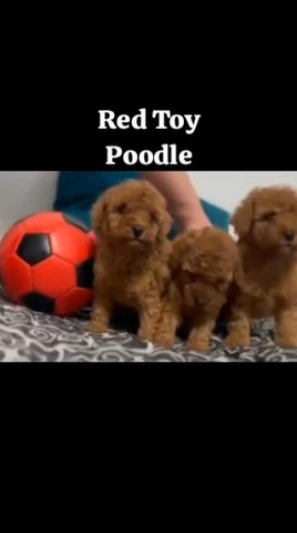 Toy Red Poodle in Dubai