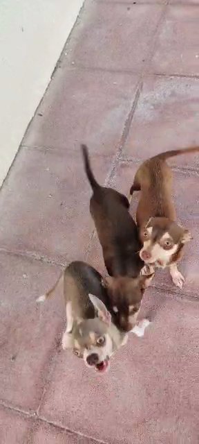 Chihuahua Puppy in Abu Dhabi