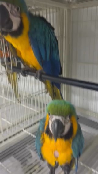 Blue And Gold Macaw in Dubai
