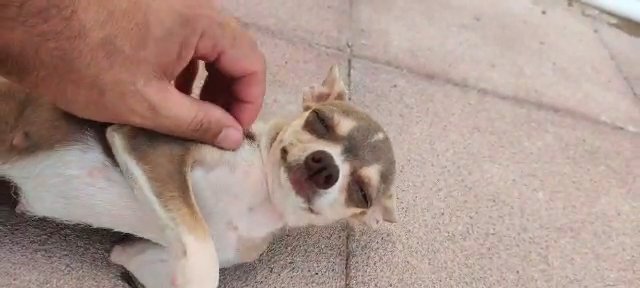 Chihuahua Puppy in Abu Dhabi