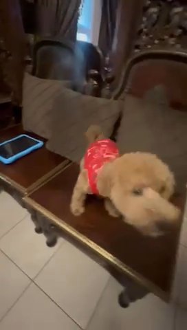 5 Months old toy Poodle Pure in Sharjah