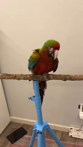 Calico Macaw in Dubai