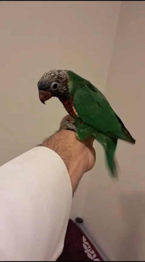 2.5 months old Lori parrot in Sharjah