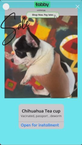 Chihuahua Tea Cup in Dubai
