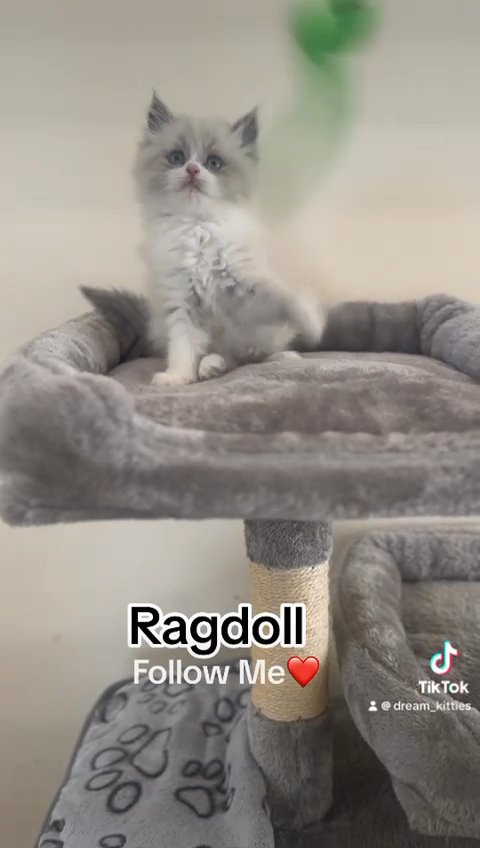 ragdoll kitten in Dubai
